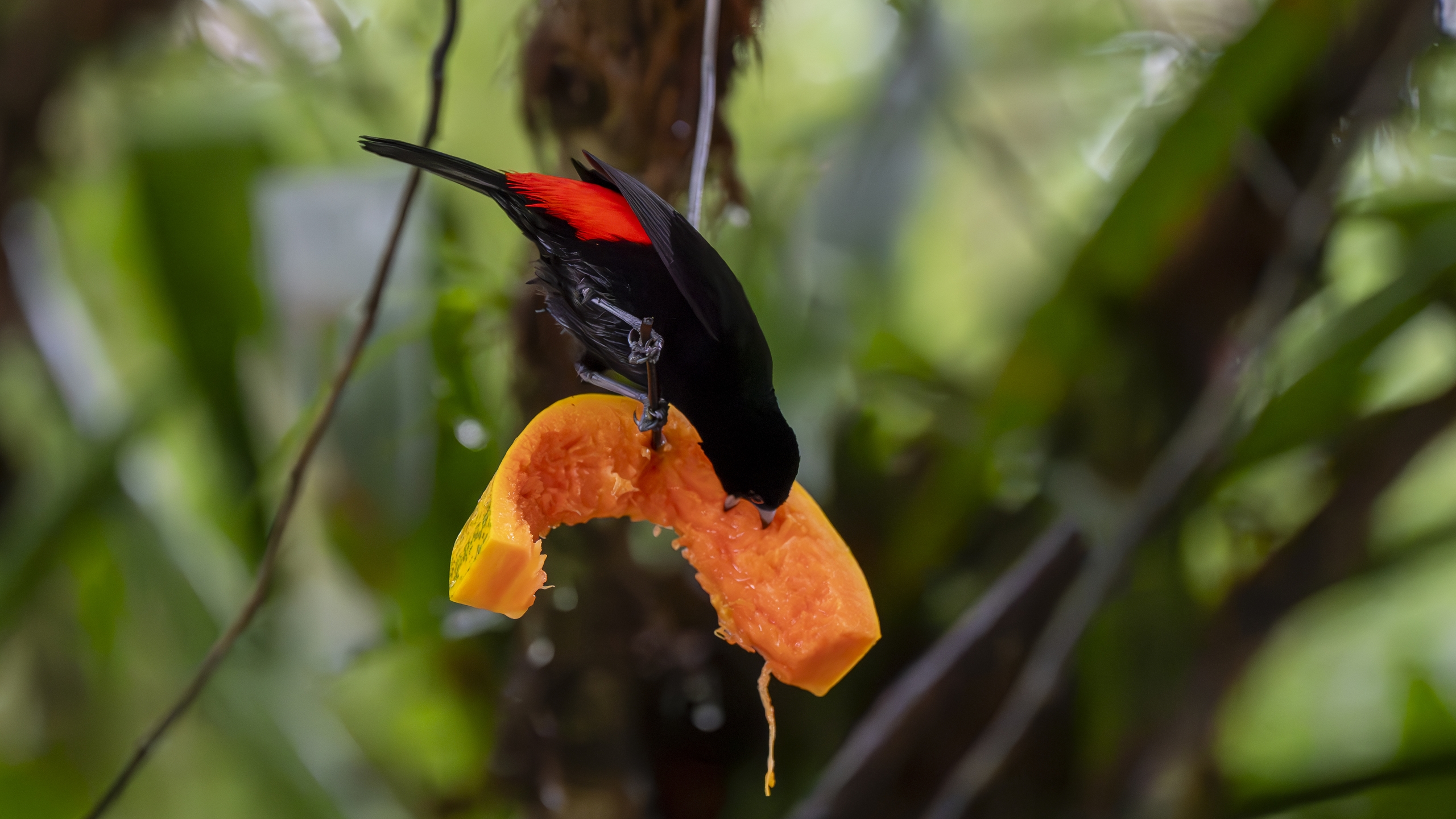 Kirsch- oder Cherrietangare - Ramphocelus passerinii costaricensis - Scarlet-rumped Tanager (costaricensis) - Tangara Costarricense